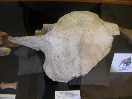 Bison Skull